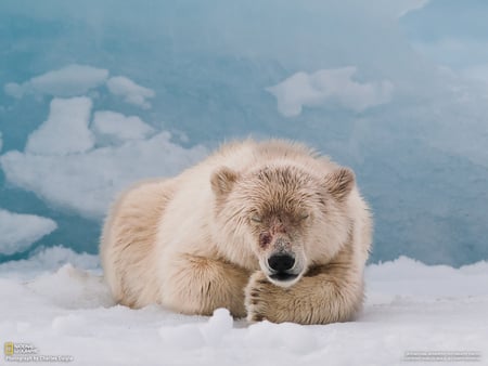 Polar bear - bear, animal, polar, arctic, wildlife