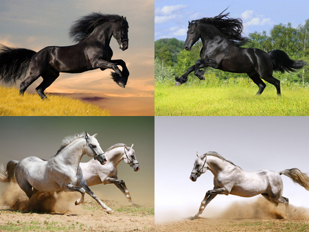 Horses - free, run, horse, animal