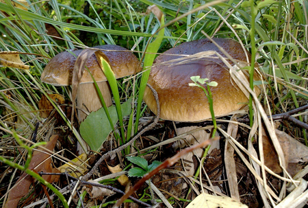 Mushrooms - fungus, nature, mushrooms, field, forest