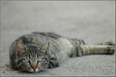 Housecat - grey tiger, housecat, resting, cat