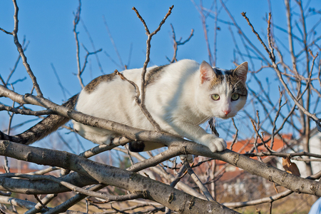 If I was Tiger... - cat, photography, tree, animals