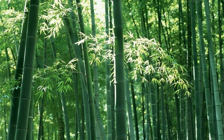 Bamboo Forest - nature, field, forest, bamboo, sun