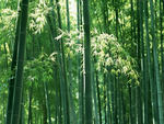 Bamboo Forest