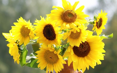 sunflowers - flowers, sunflowers, nature, bouquet