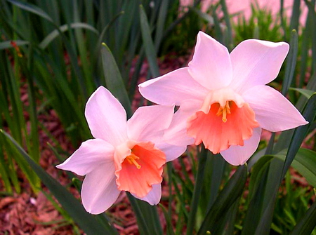 Daffodils - coral, two, pink, daffodils, flowers