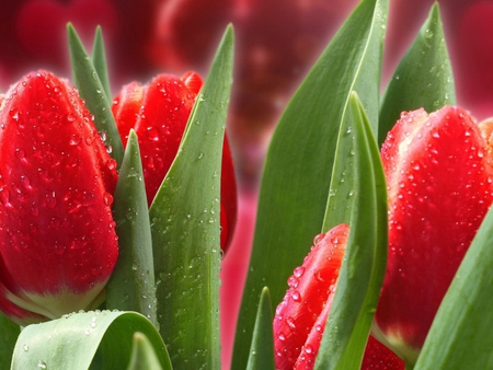 Tulips - nature, red, petals, tulips, dew, spring