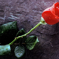 SINGLE RED ROSE