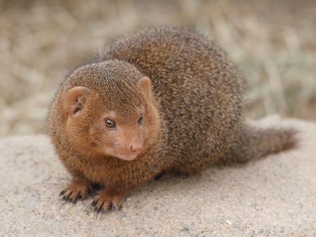 Mongoose - mangosta, mongoose, animal, life