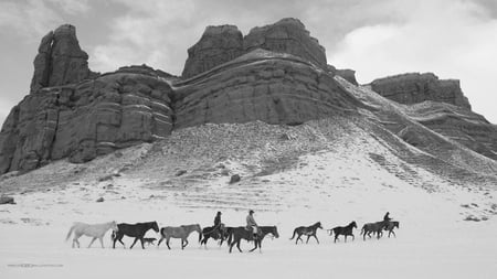 winter roundup - horses, monochrome, desert, winter