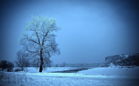 Blue winter - tree, nature, snow, blue