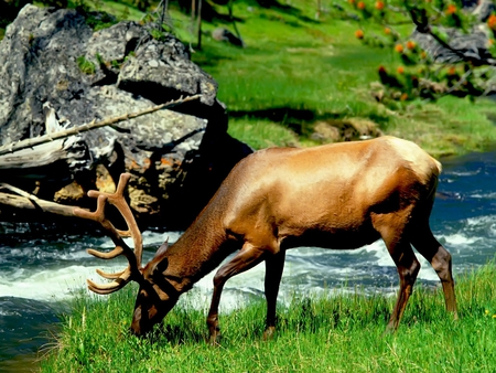 Deer - animal, nature, deer, river