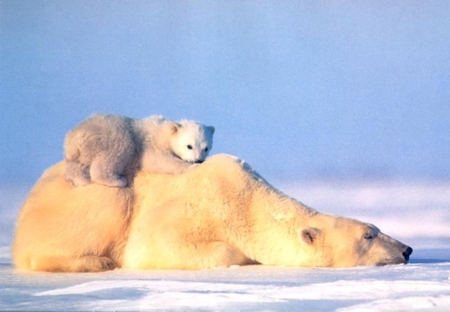 Mother and cub - mother, cub, and, polar