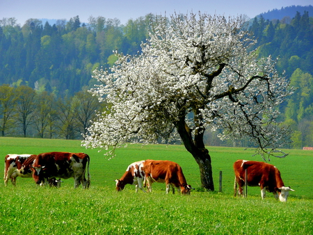 4 cows - people, mountain, tree, cows