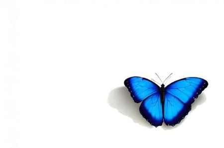 Simply Blue - butterflies, nature, simply, blue