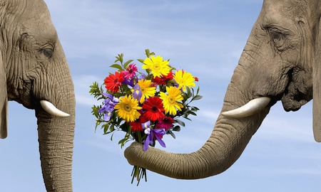 Its for yoy my dear - gift, animals, bouquet, elephant, yellow, cool, tusk, cute, yellow daiseys, love, blooms, funny, picture, elephants, wild, beautiful, red, animal, bunch, flowers