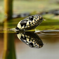 Snake in Water