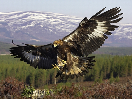 Landing Bird - bird, landing, picture, cool