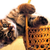 kitty