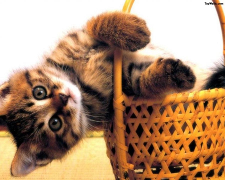 kitty - basket, play, kitten, cute, kitty