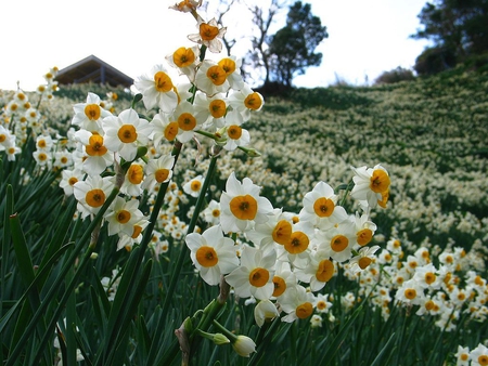 spring field - field, spring, daffodils, nature