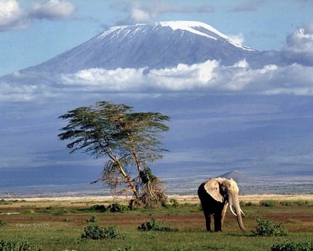 Plains - elephants, nature, mountains, other, animals