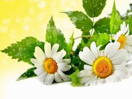 Daisies - yellow, beautiful, soft, daisy, nice, flower