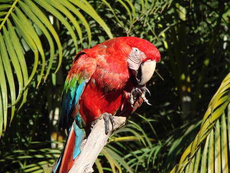 Guacamaya - animals, colors, birds, venezuela