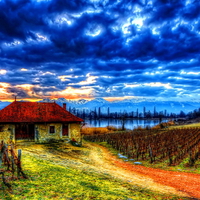 Vineyard in mountains