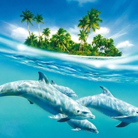 dolphins familly