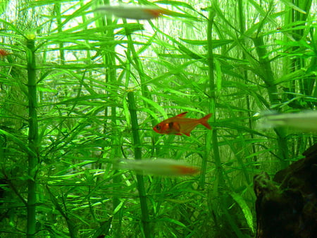 Underwater - fish, algae, green, underwater