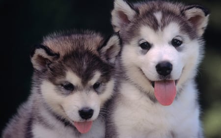 Alaskan Malamutes Puppies - animal, winter, dog, snow