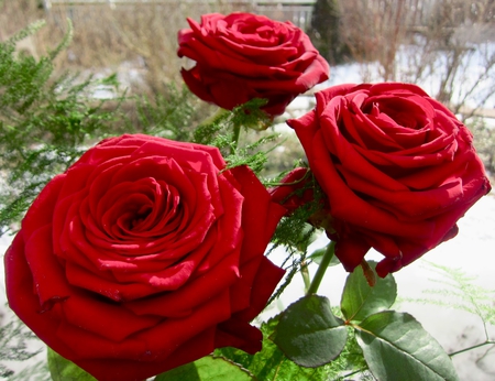 Love feelings♥ - roses, forever, sunshine, lovely, love, sweet, three, deep red, flowers, fresh, magnificent, nature, valentine, garden