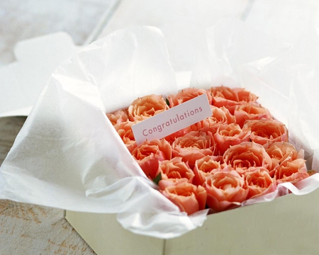 Sweet Roses - white, orange, nice, soft