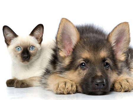 Cat and sweet puppy :) - cat, animals, dog, cats, dogs, animal, friends, puppies