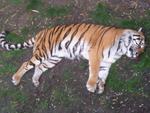 Sleeping tiger