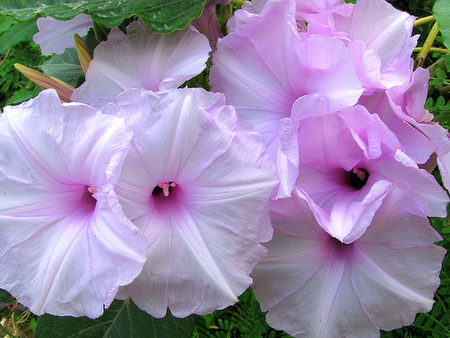 Mauves - purple, mauve, blooms, green, flowers