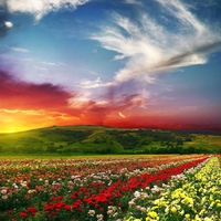 Flower Fields