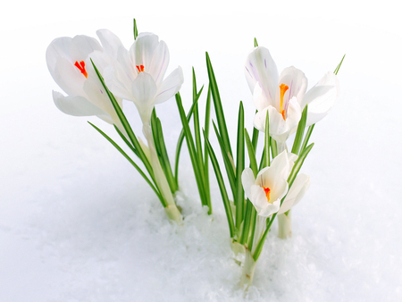 The First Flower of Spring - spring, white, flower, soft