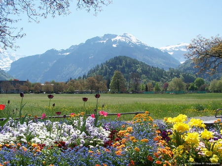 Beautiful and colourful view - field, flower, nature, mountain