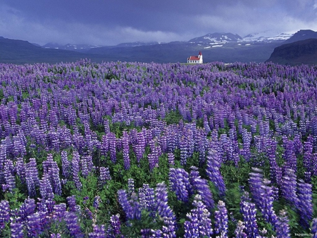 Purple view - nature, purple, view, flower