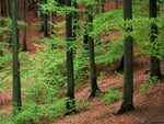 Beechwood Forest, Skane, Sweden