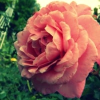 pretty pink rose