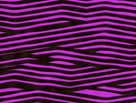 PURPLE ZEBRA