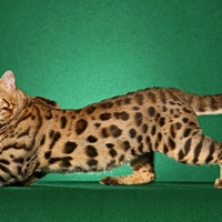 Bengal cat
