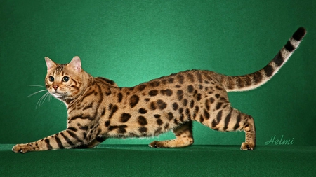 Bengal cat - animal, kitten, cat, breed, bengal