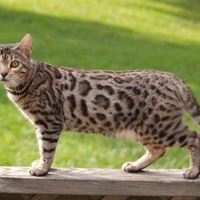 Bengal nice cat