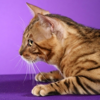 Bengal cat