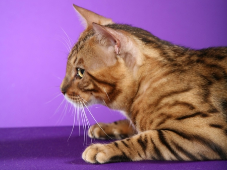 Bengal cat - animal, kitten, cat, breed, bengal