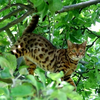 Bengal cat outdoor