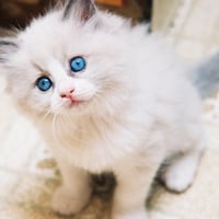 Light blue eyes of cat